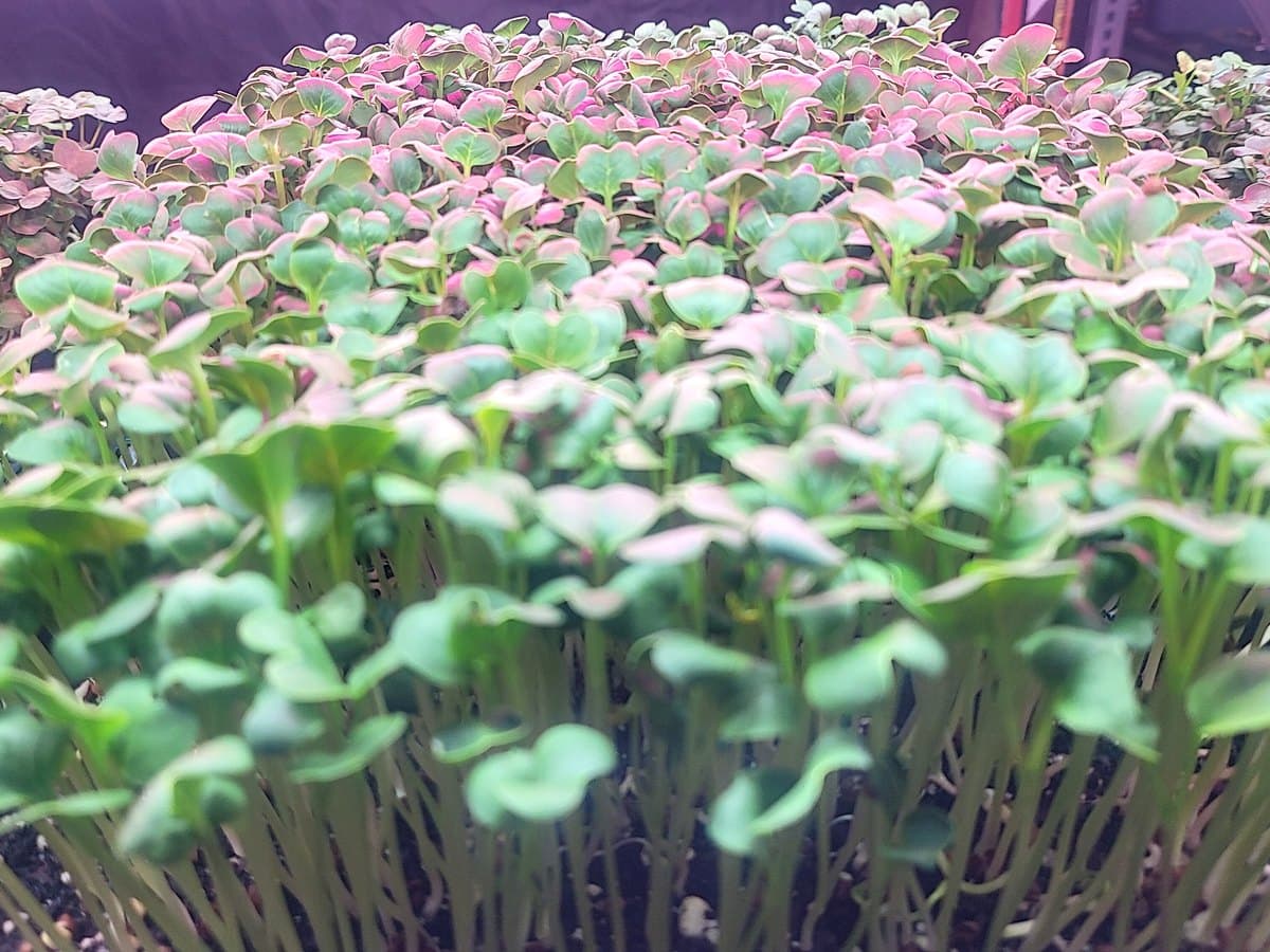Microgreens Sampler